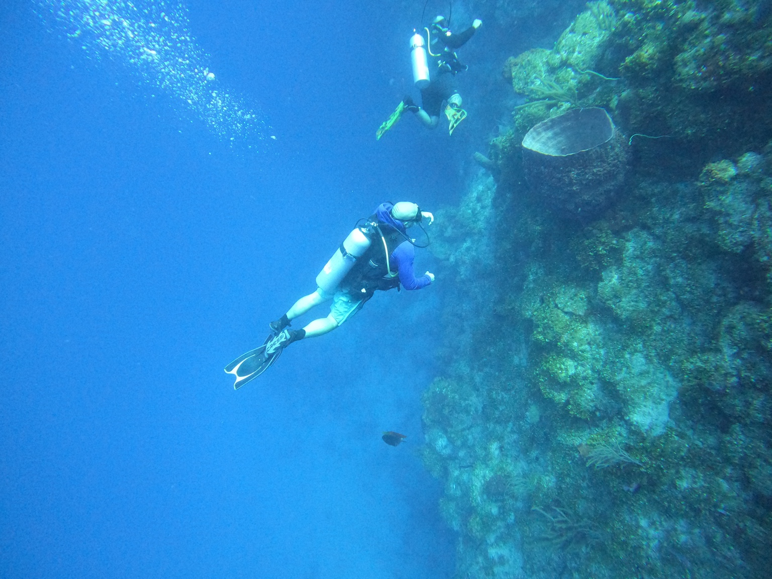 Scuba divers swimming alongside a coral reef