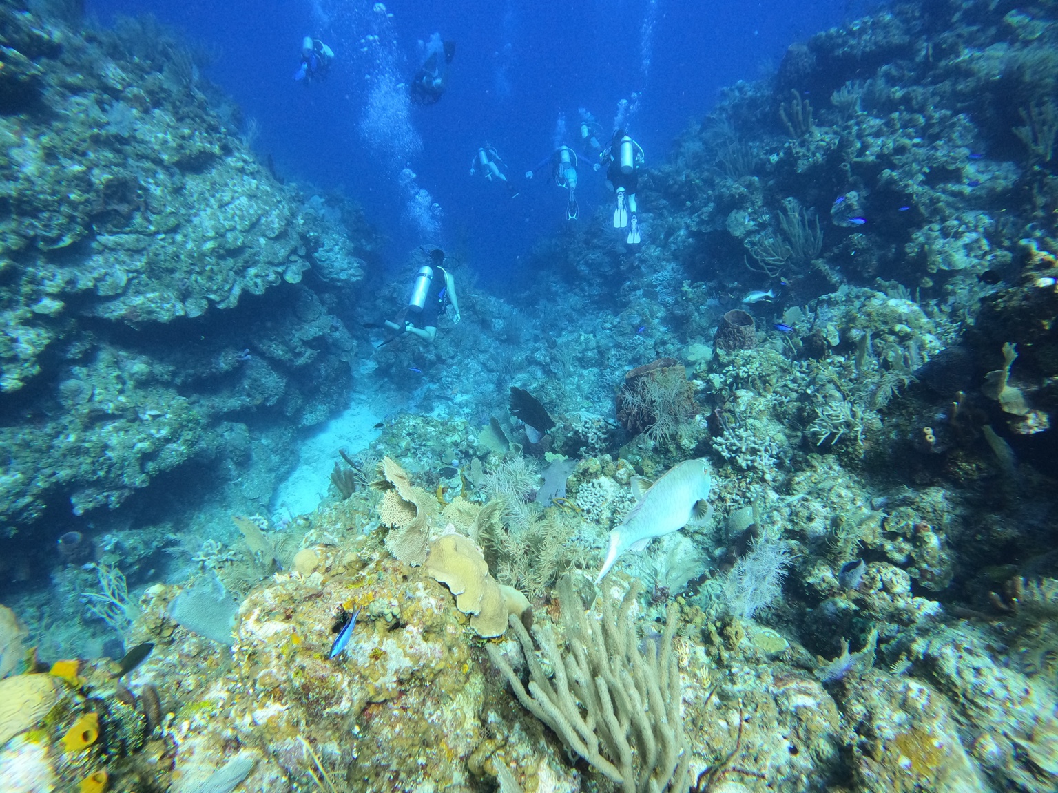 Divers exploring a colorful underwater reef